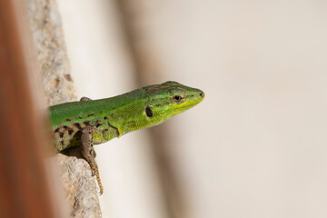 Italian Wall Lizard under a bench