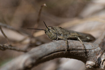 Egyptian Grasshopper in Croatia