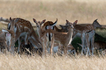 A pair of Fallow Fawns