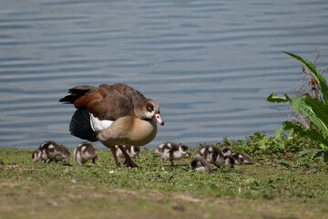 Egyptian goose with her goslings