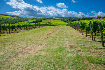 Fototapeta premium View of a pretty vineyard in the Emilia Romagna region of Italy