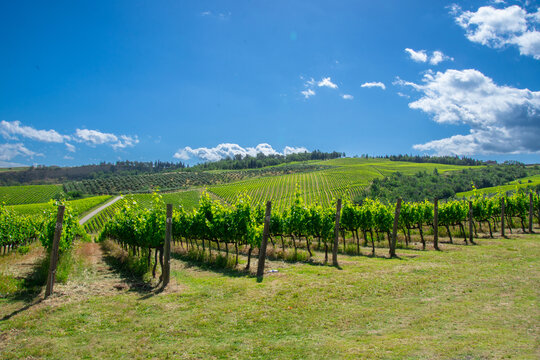 View of a pretty vineyard in the Emilia Romagna region of Italy