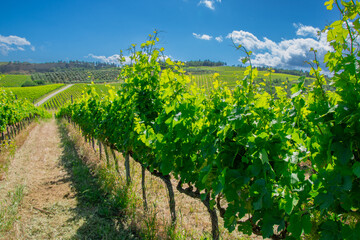 Naklejka premium View of a pretty vineyard in the Emilia Romagna region of Italy