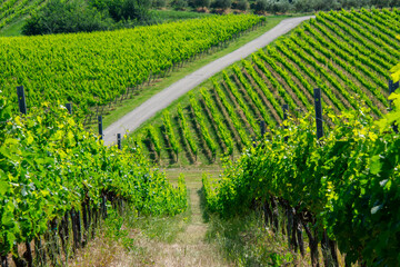 View of a pretty vineyard in the Emilia Romagna region of Italy
