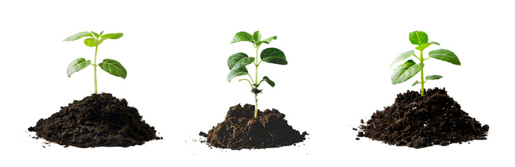Young plant sprout in soil on a transparent background