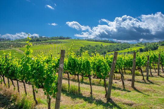 View of a pretty vineyard in the Emilia Romagna region of Italy
