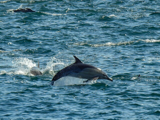 Fototapeta premium dolphin jumping out of water