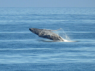 Naklejka premium Whale surfaces from the ocean