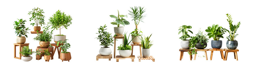 Obraz premium Potted plants on wooden stands isolated on a transparent background