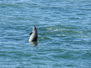 Naklejka premium dolphin breached out of the water