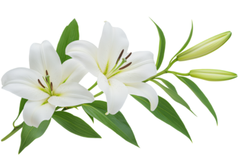 A branch of lily with leaves on white background