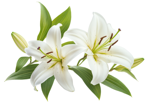A branch of lily with leaves on white background