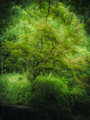 Shot with Panasonic LUMIX S5,20240721,HangZhou,China