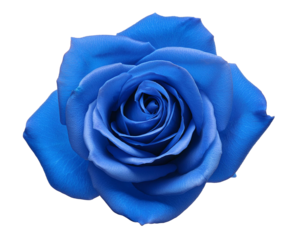 Blaue Rose isoliert auf weißen Hintergrund, Freisteller, Transparent