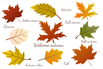 Simple vector set of seasonal autumn leaves with lettering. Autumn set of hand drawn cute cozy design elements. Autumn, Thanksgiving, autumn season.