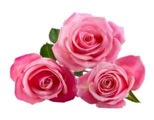 Rosa Rosen isoliert auf weißen Hintergrund, Freisteller, Transparent 