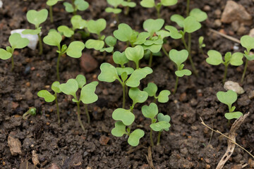 close up of fresh green pak choy or bok choy grown in the organic farm