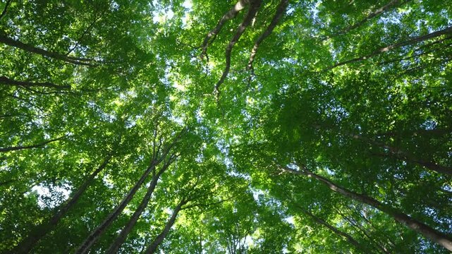 ヒグラシが鳴く 夏のブナ林は新潟県十日町市の美人林