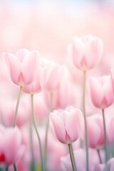 close up tulips in field