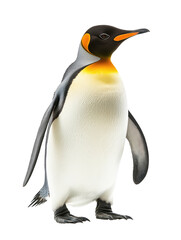 Fototapeta premium A majestic King Penguin with its sleek black and white body and a distinctive yellow-orange throat stands alertly, making a striking pose in the image.