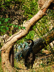 Obraz premium all the little animals