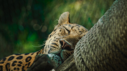 all the little animals