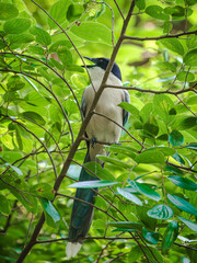 all the little animals