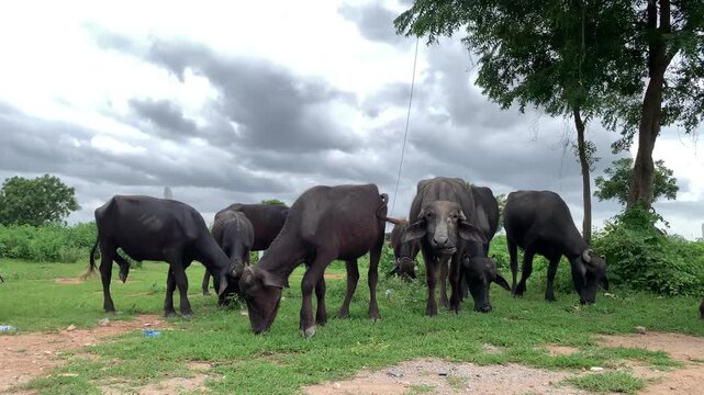 buffalo eating grass in farmfield