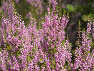 Obraz premium heather in the forest in summer