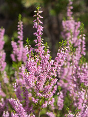 heather in the forest in summer closeup