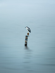 all the little animals