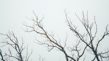 Obraz premium The stark silhouette of bare tree branches contrasts with the overcast white sky