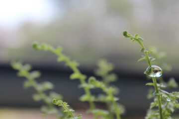 Fern with Water Droplet