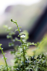 Small Fern by the Window Ledge