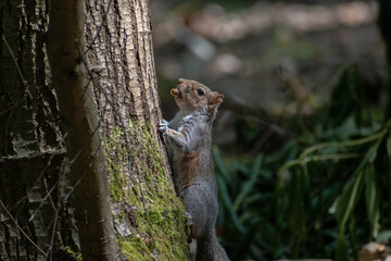 Grey squirrel on a tree