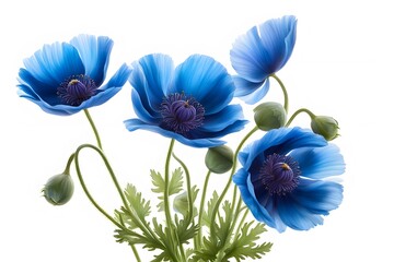 Blue poppy anemone flowers white background, Ai Generated