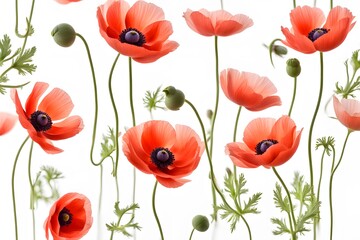 Fototapeta premium Poppy anemone flowers white background, AI Generated