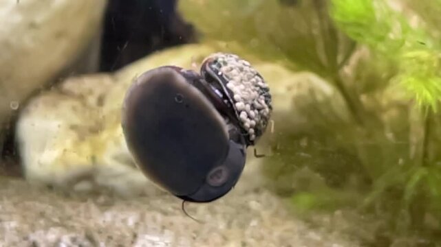 Eine Stahlhelmschnecke, eine Rennschnecke, Huckepack mit einer weiteren an einer Aquariumscheibe.