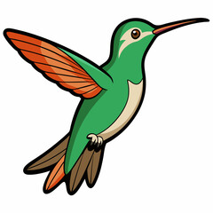 Obraz premium Broad-tailed Hummingbird Art vector illustration