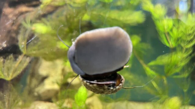 Eine Stahlhelmschnecke, eine Rennschnecke, Huckepack mit einer weiteren an einer Aquariumscheibe.
