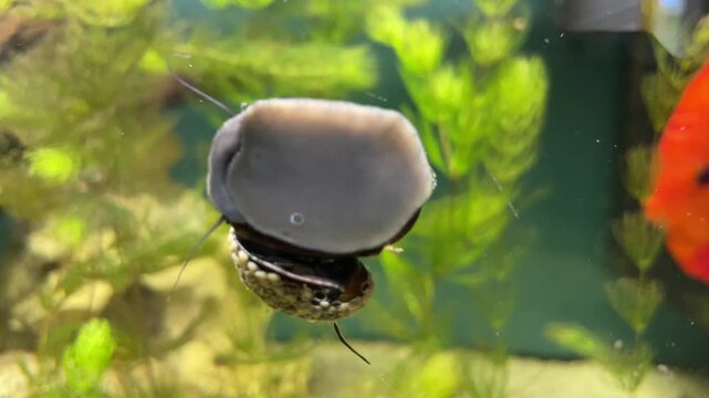 Eine Stahlhelmschnecke, eine Rennschnecke, Huckepack mit einer weiteren an einer Aquariumscheibe.