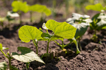 a field with peppers in the summer season