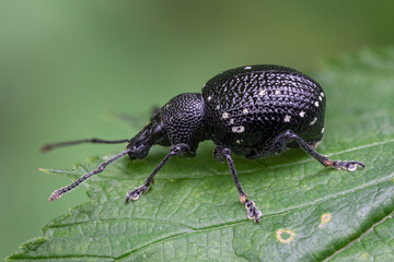 Hellgefleckter Dickmaulrüssler - Otiorhynchus gemmatus