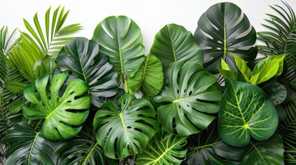 Obraz premium Lush and vibrant tropical foliage against a white background, highlighting the natural beauty and freshness of the plants