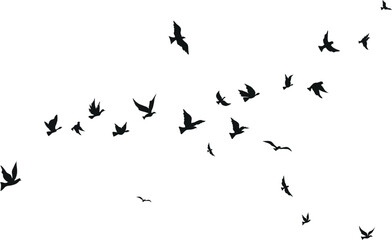 Flying birds silhouette set clipart isolated on white background