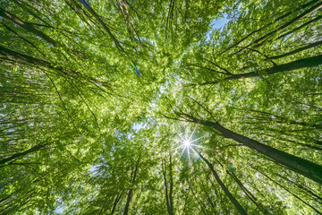 Gazing Upward Through a Lush Green Tree Canopy Illuminated by Warm Sunlight Filtering Through
