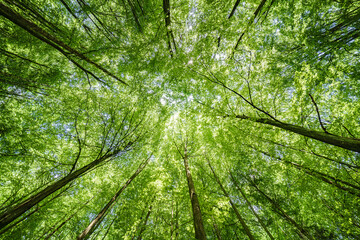 Gazing Upward Through a Lush Green Tree Canopy Illuminated by Warm Sunlight Filtering Through