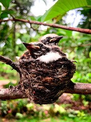 Two baby birds in a nest on a tree branch looking the opposite ways nature photography