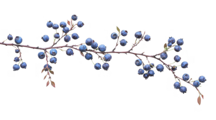 Branch of Blueberries with Leaves cut out transparent isolated on white background PNG
