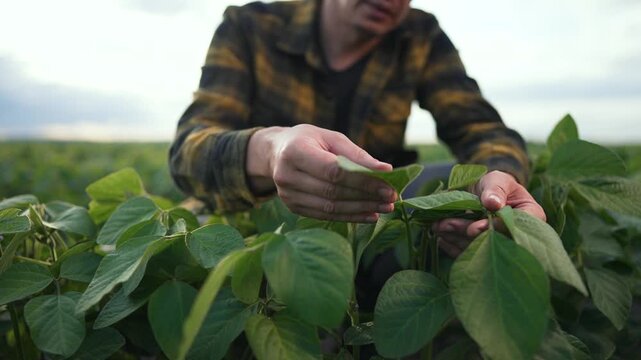 Farmer examines soybean plants. farmer hand tending soybean field. Farmer dedicated to soybean care lush green field. Agricultural expert inspecting soybean leaves. Farmer meticulous care for soybeans
